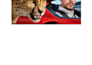 design mrbeast style thumbnails that make your youtube videos go viral